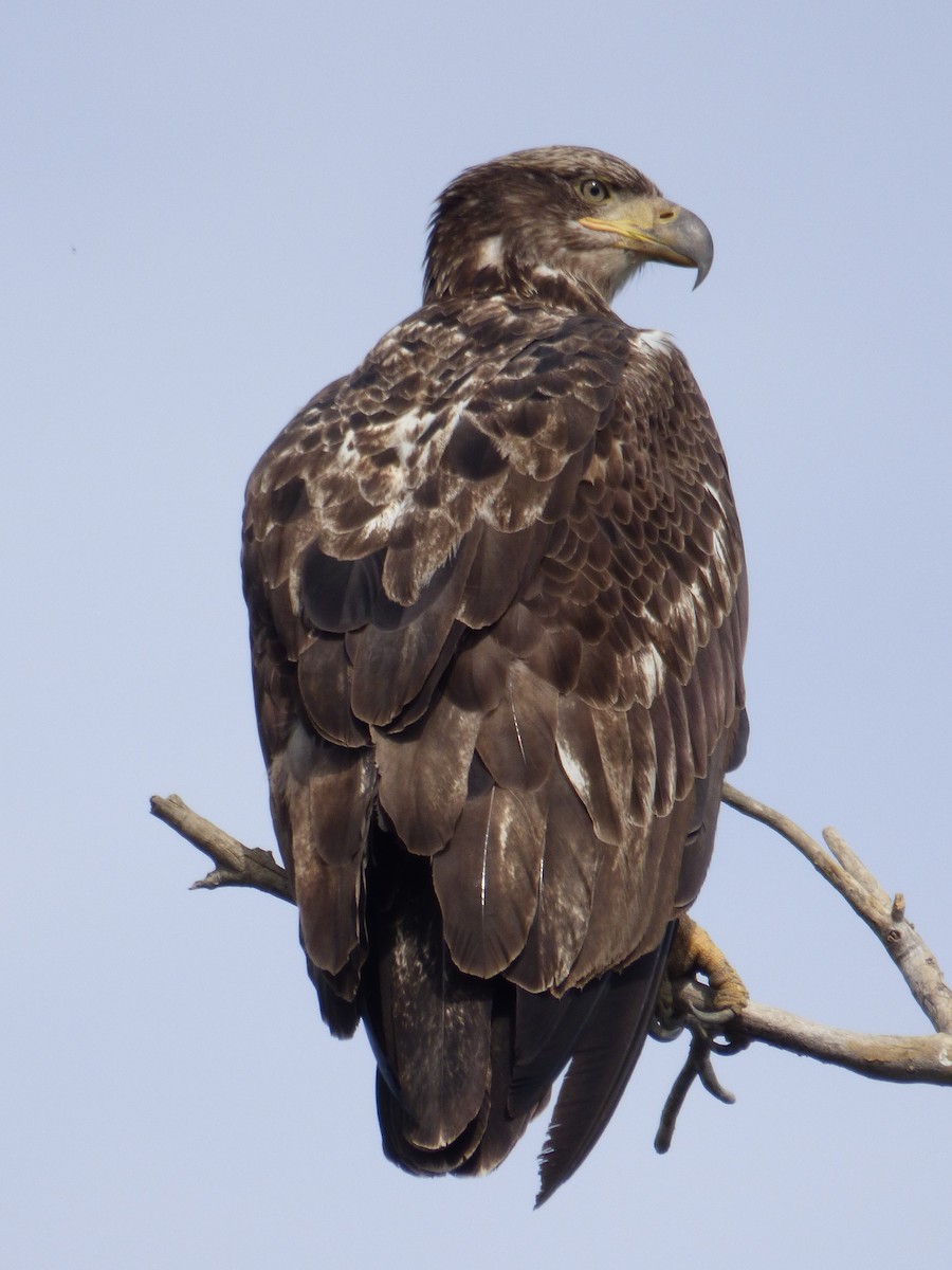 Golden Eagle - ML646008429