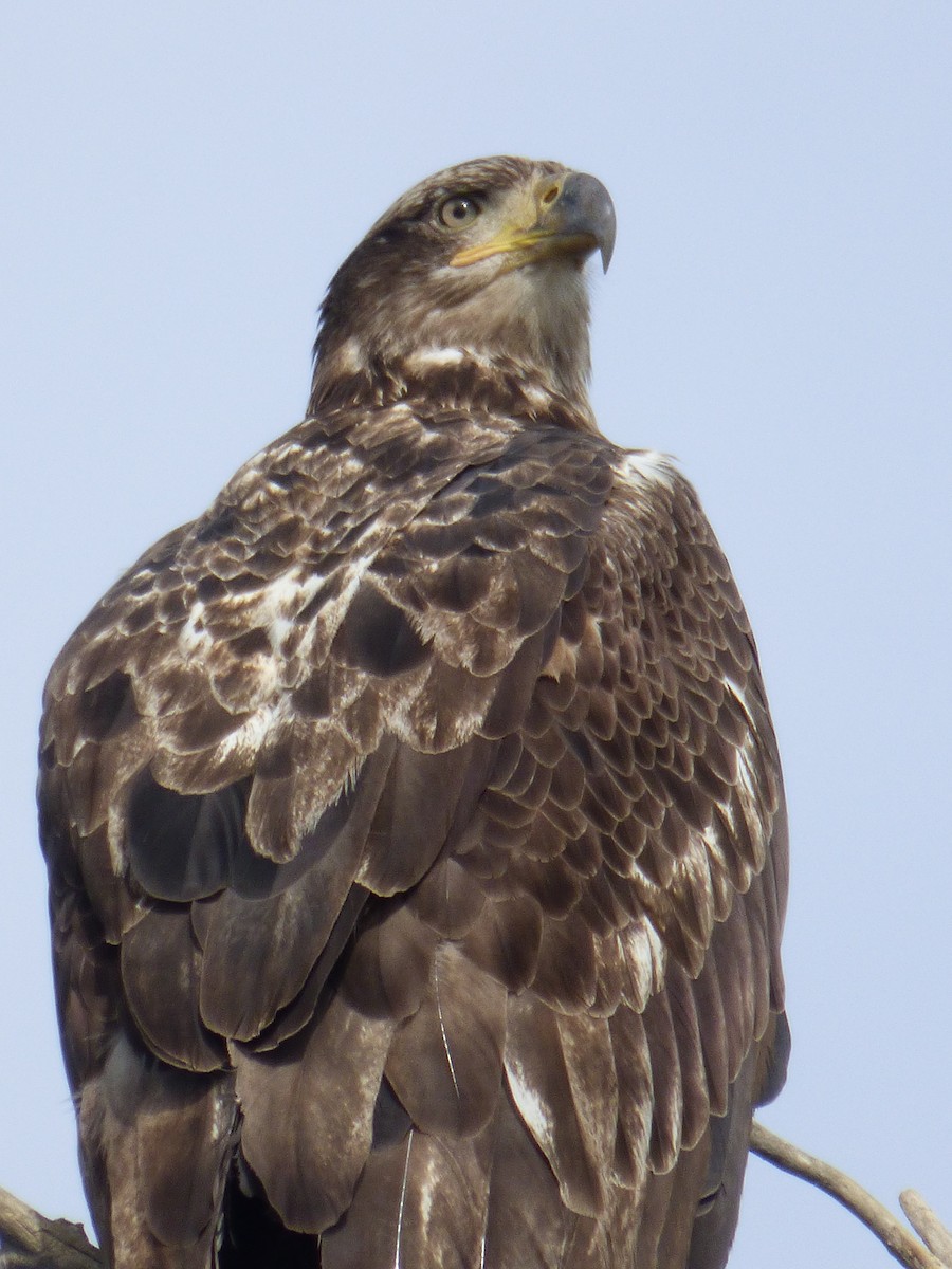 Golden Eagle - ML646008430