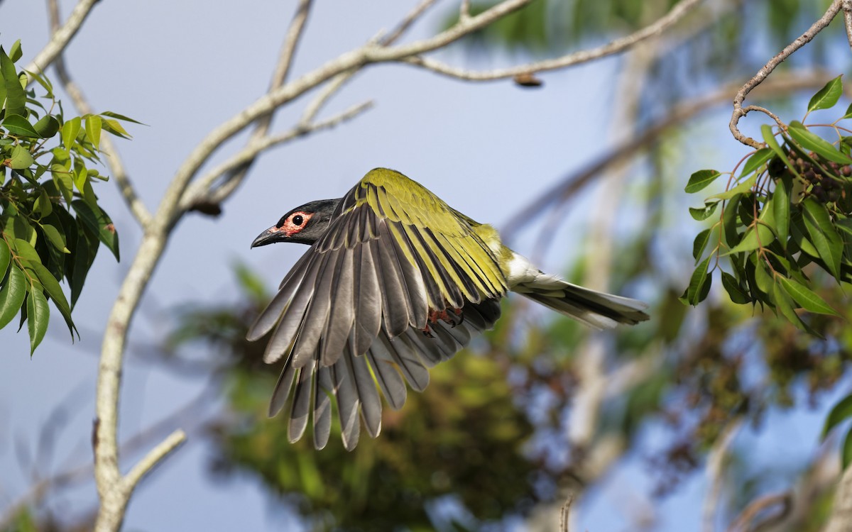 Australasian Figbird - ML646008431