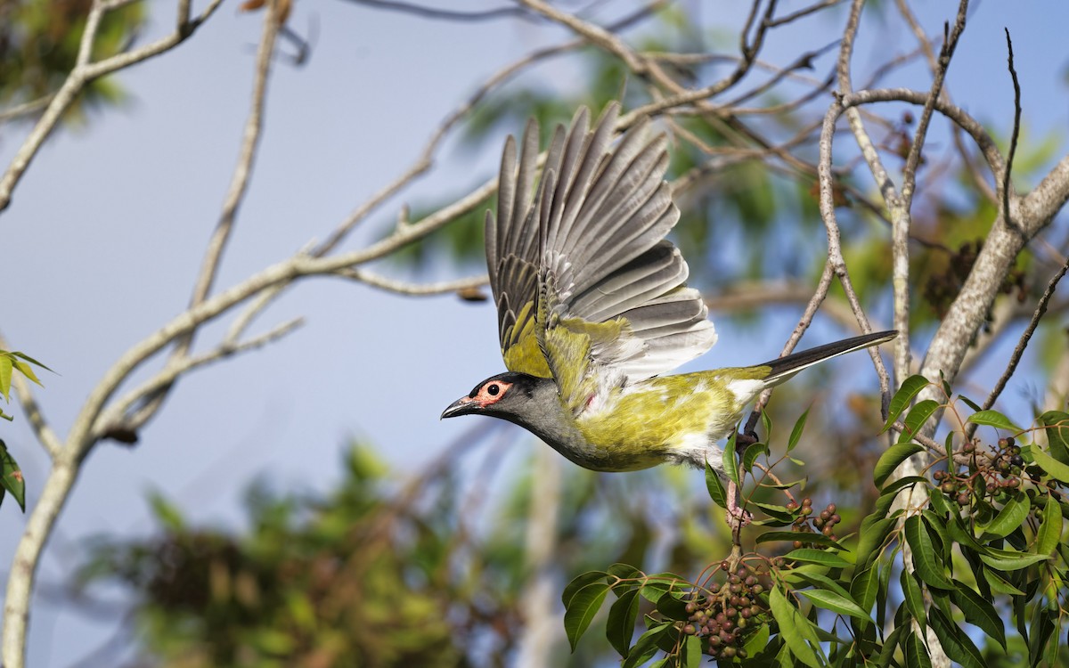 Australasian Figbird - ML646008432