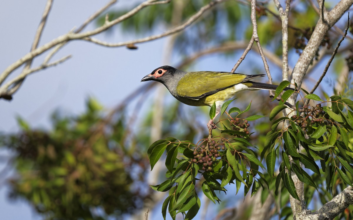 Australasian Figbird - ML646008433