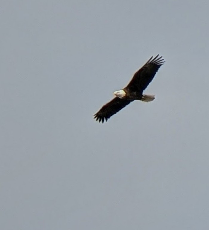 Bald Eagle - ML646008434