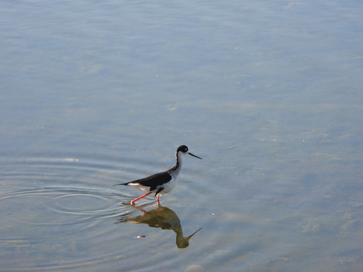 Cigüeñuela Cuellinegra - ML646008436