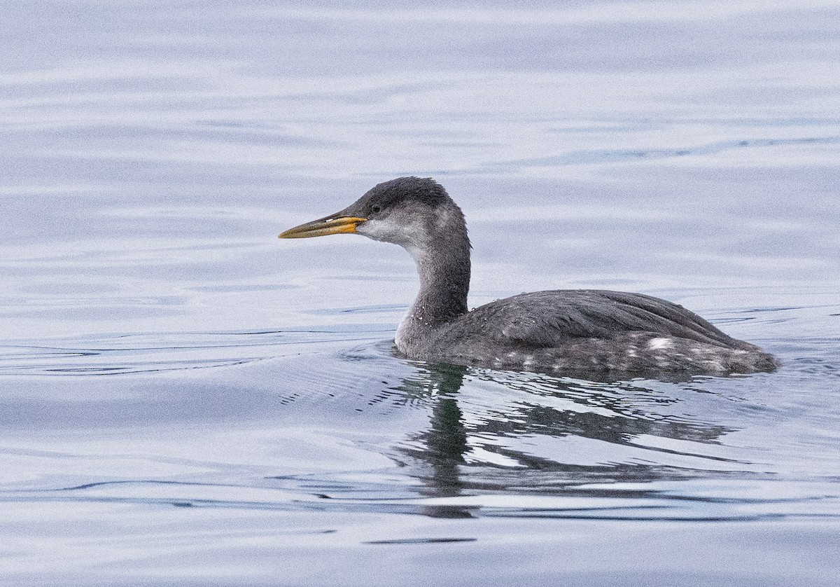 Red-necked Grebe - ML646008439