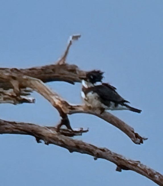 Belted Kingfisher - ML646008444
