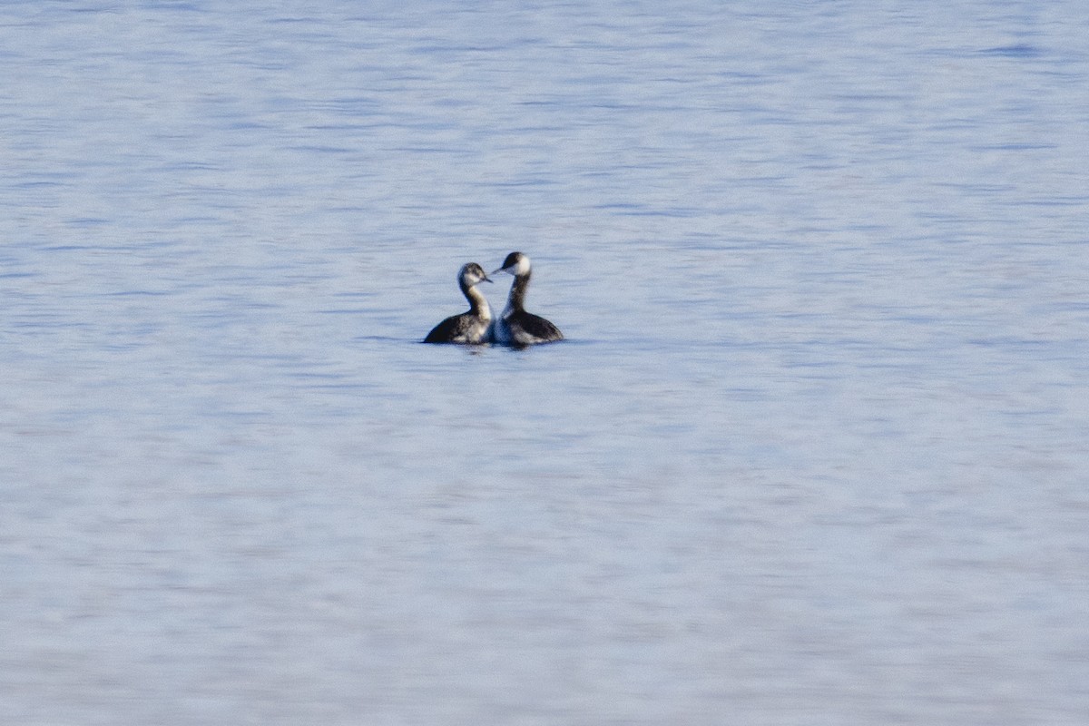 Horned Grebe - ML646008458
