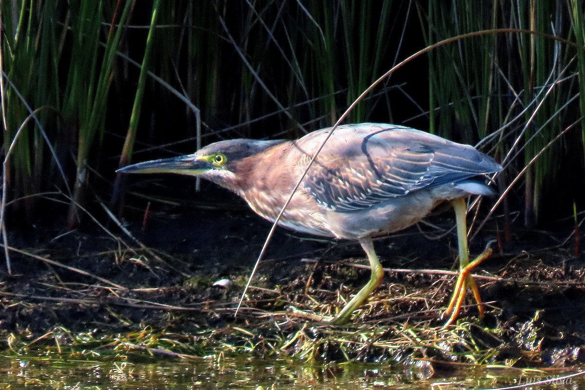 Green Heron - ML646008460
