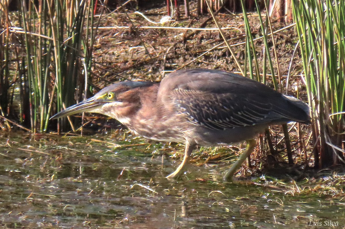 Green Heron - ML646008461