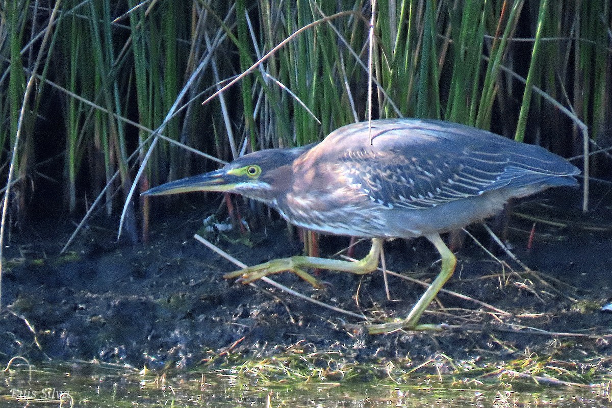 Green Heron - ML646008462