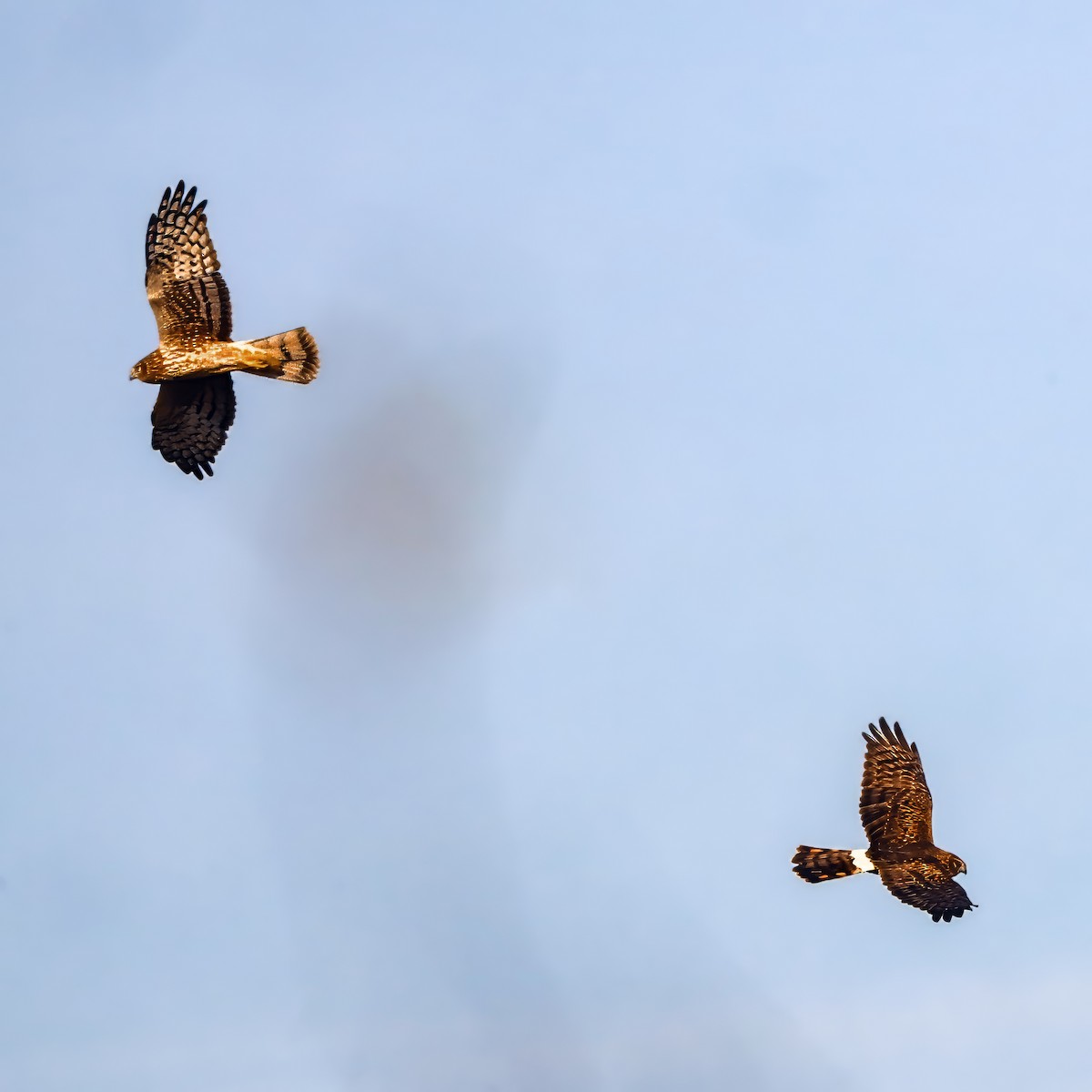 Northern Harrier - ML646008463