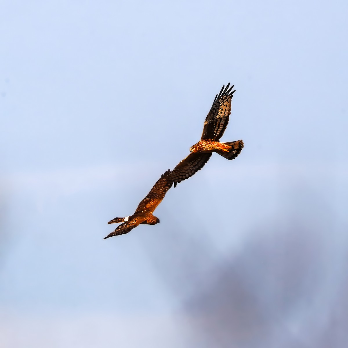 Northern Harrier - ML646008464