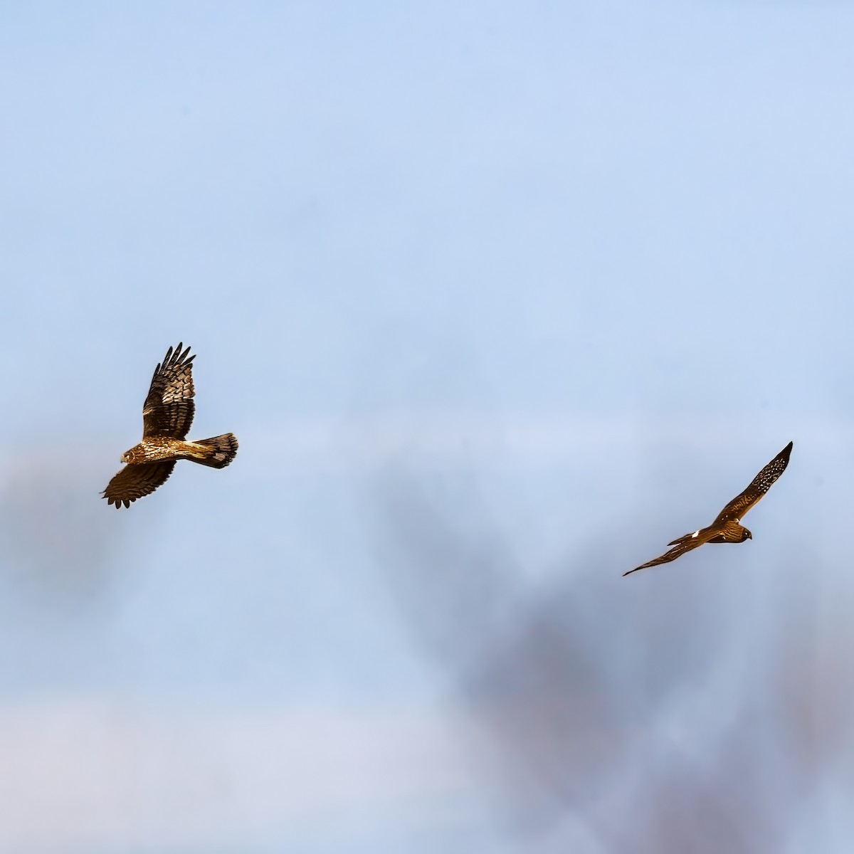 Northern Harrier - ML646008465