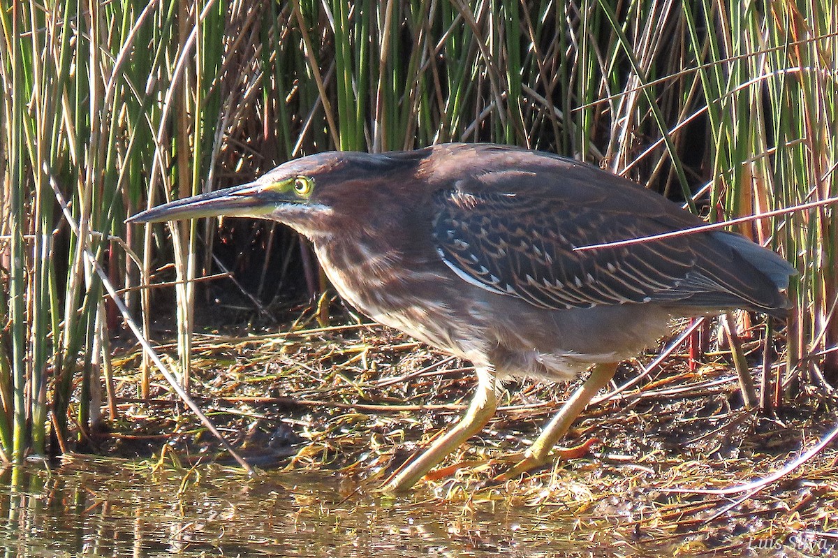 Green Heron - ML646008466