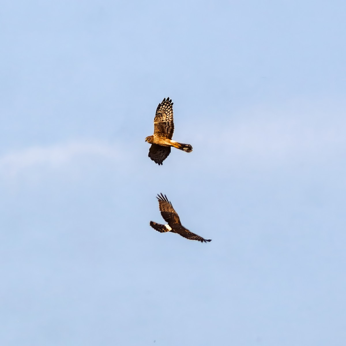 Northern Harrier - ML646008467