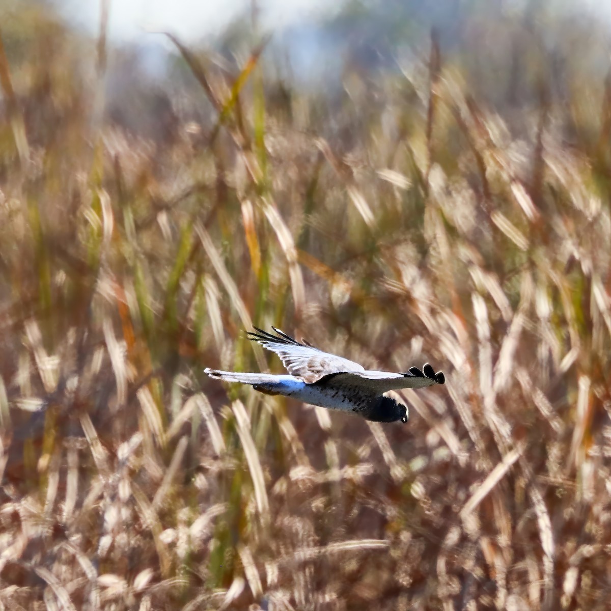 Northern Harrier - ML646008468