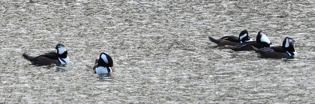 Hooded Merganser - ML646008471