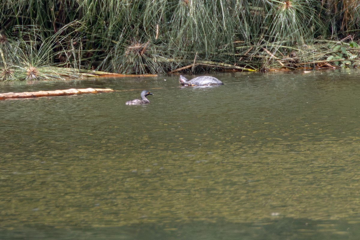 Amerika Küçük Batağanı - ML646008483