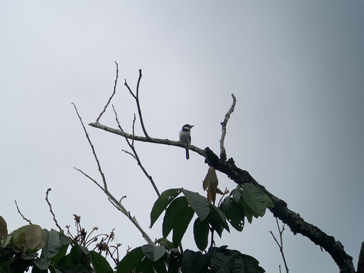 Tamatia pie - ML646008484