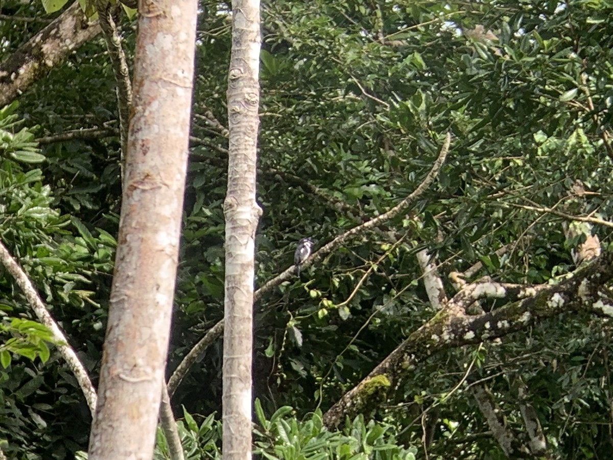 Tamatia pie - ML646008485