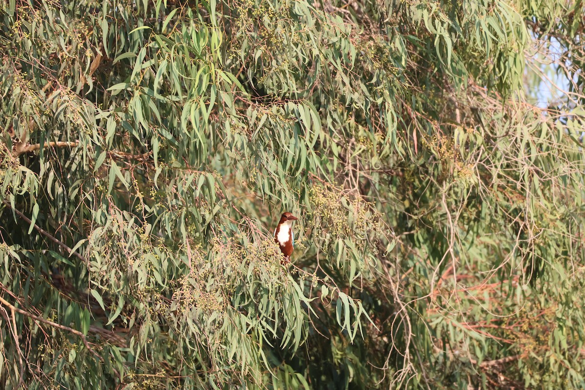 White-throated Kingfisher - ML646008487