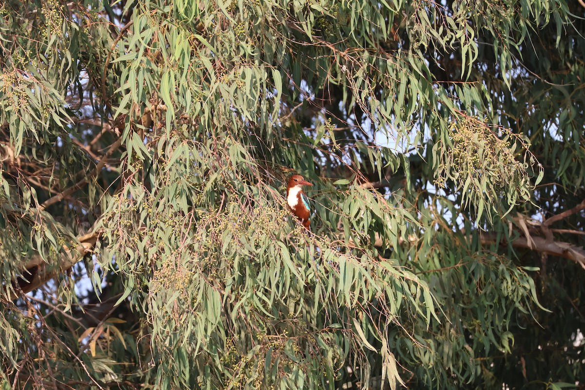 White-throated Kingfisher - ML646008488