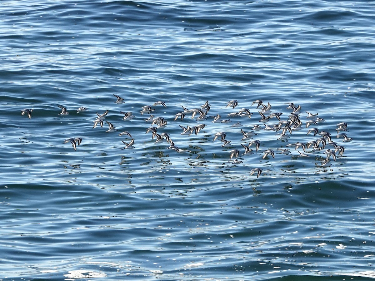 Txirri zuria - ML646008490