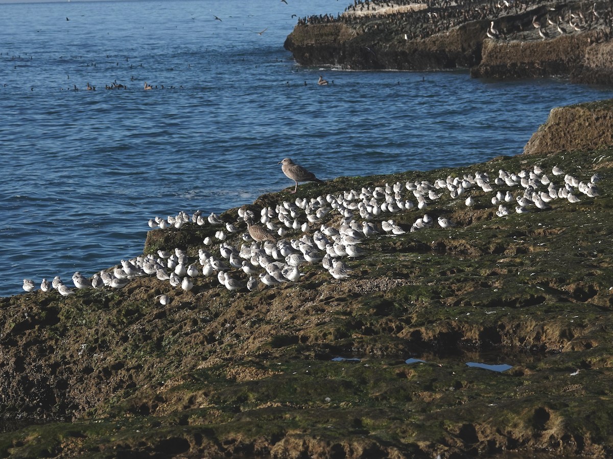 Txirri zuria - ML646008495