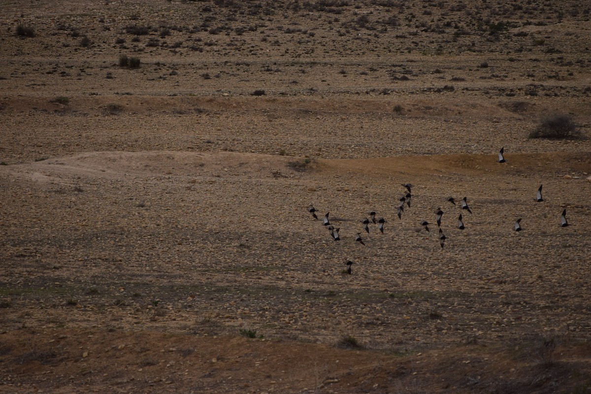 Black-bellied Sandgrouse - ML646008497