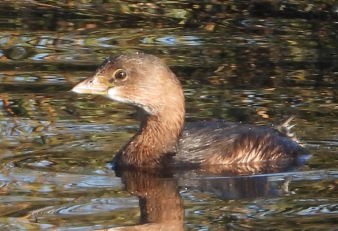 Zampullín Picogrueso - ML646008501