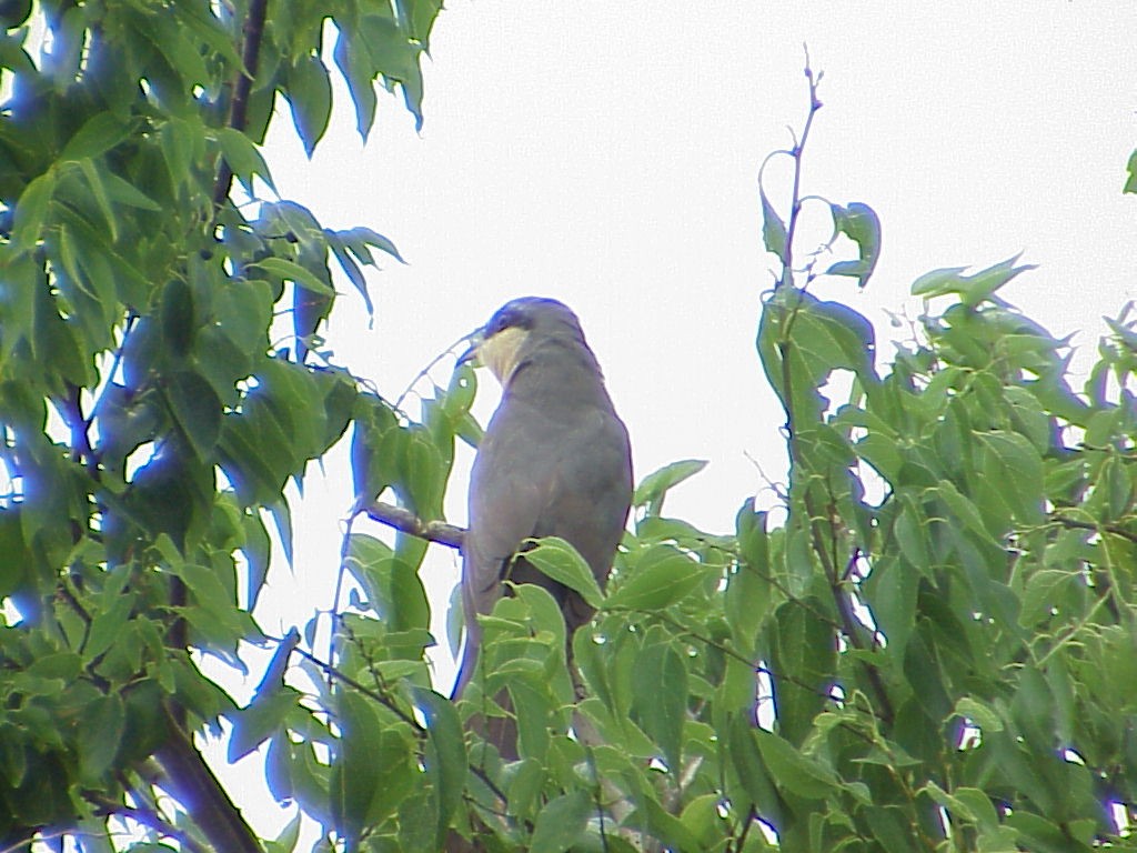 Mangrove Cuckoo - ML646008522