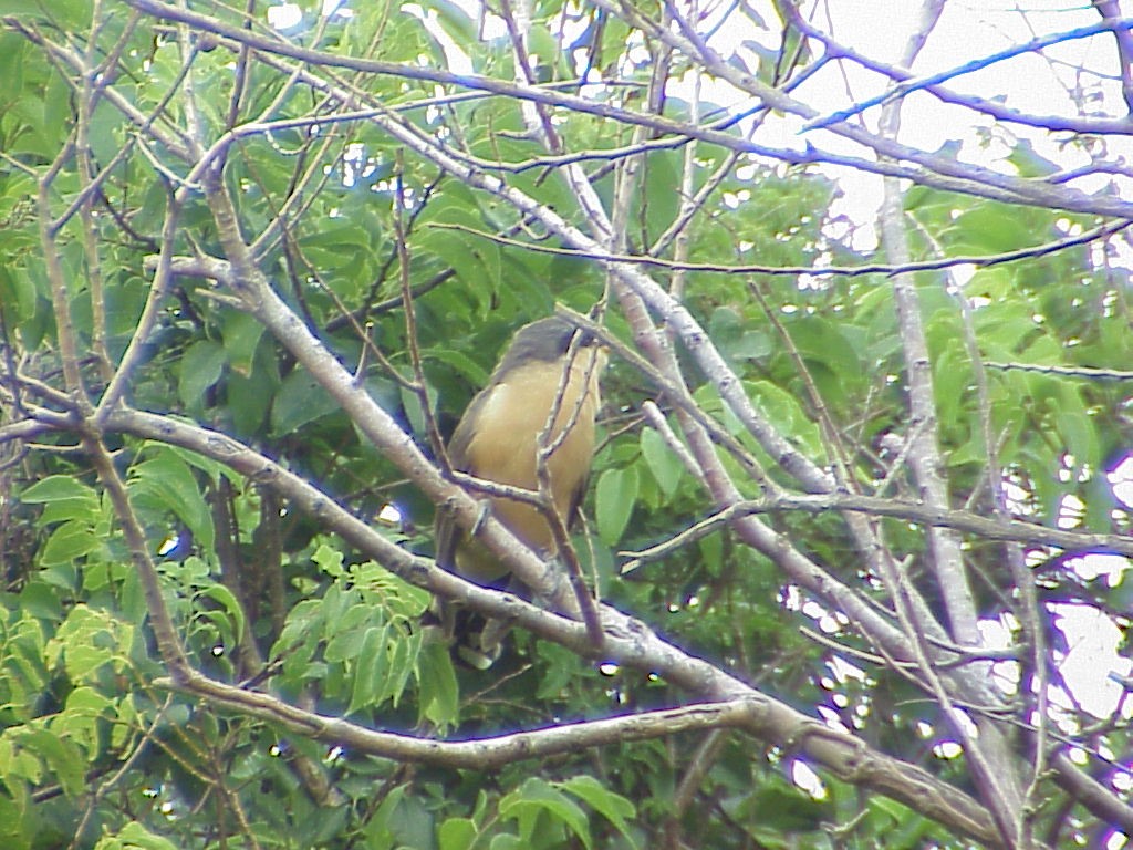 Mangrove Cuckoo - ML646008523