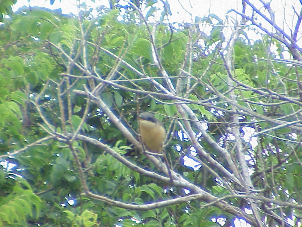 Mangrove Cuckoo - ML646008524