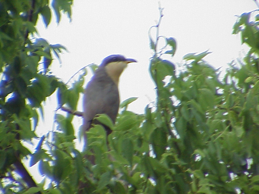 Mangrove Cuckoo - ML646008525