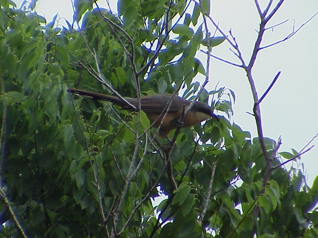 Mangrove Cuckoo - ML646008526