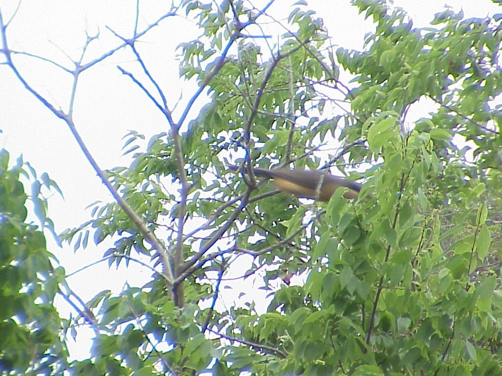 Mangrove Cuckoo - ML646008527