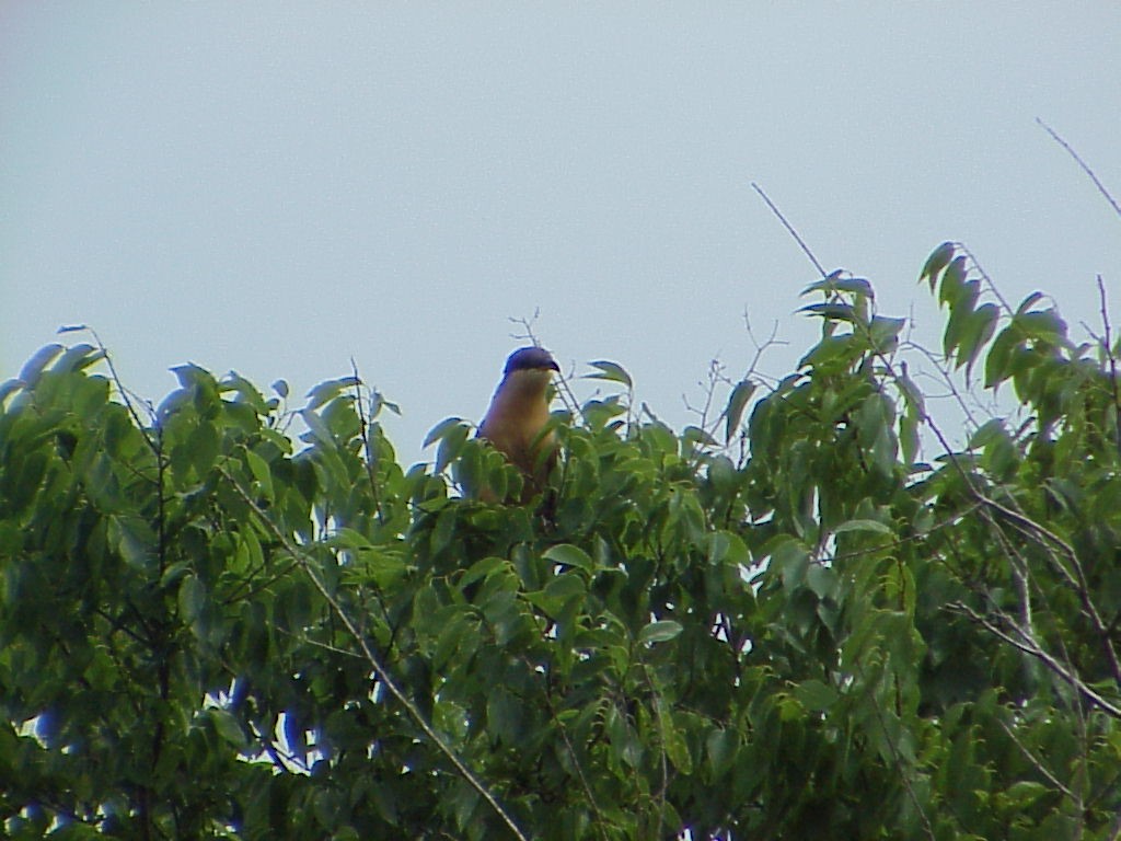 Mangrove Cuckoo - ML646008528