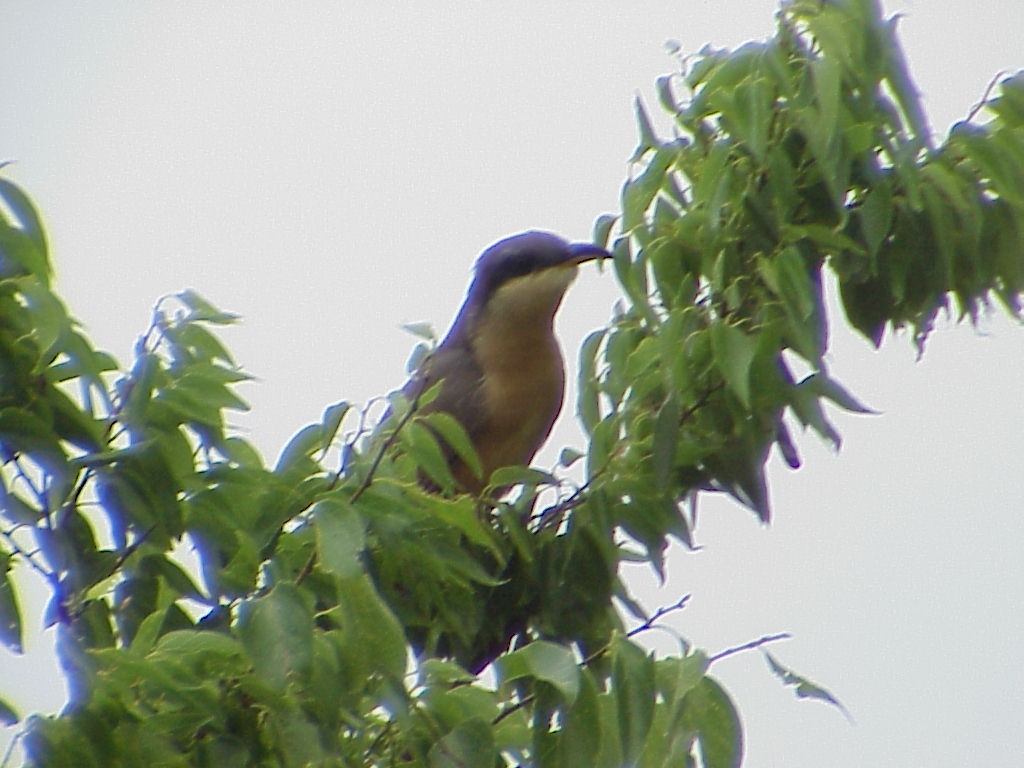 Mangrove Cuckoo - ML646008529