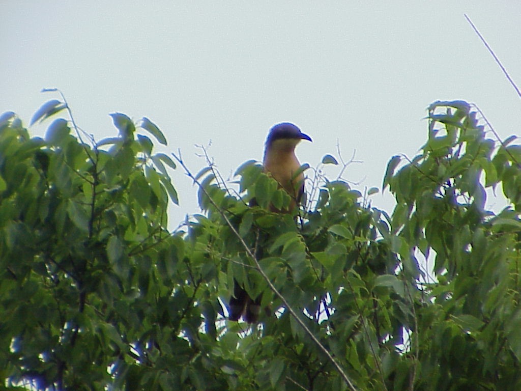 Mangrove Cuckoo - ML646008530