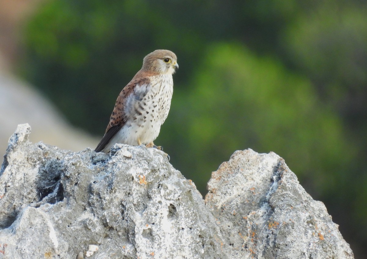 Malagasy Kestrel - ML646008541