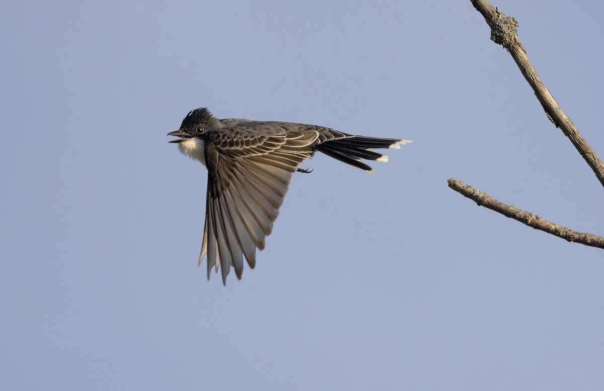 tyran obecný - ML646008547