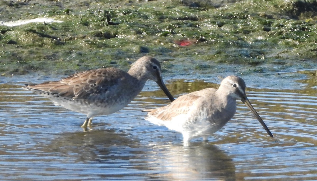 Agujeta Escolopácea - ML646008561