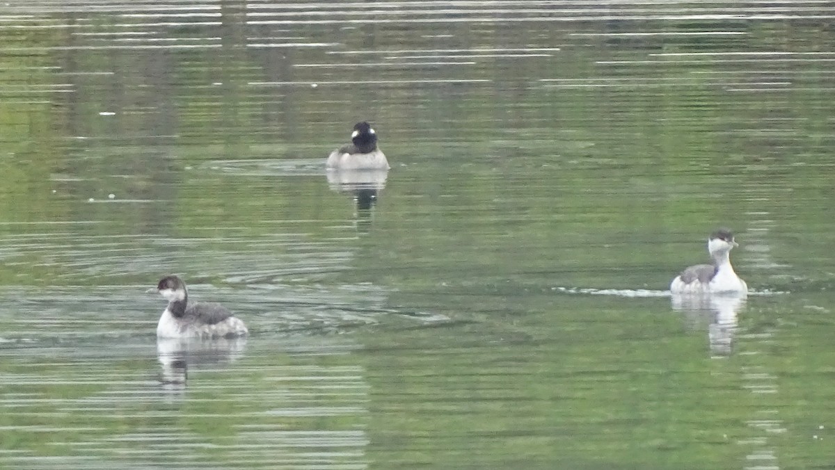Grèbe à cou noir - ML646008601