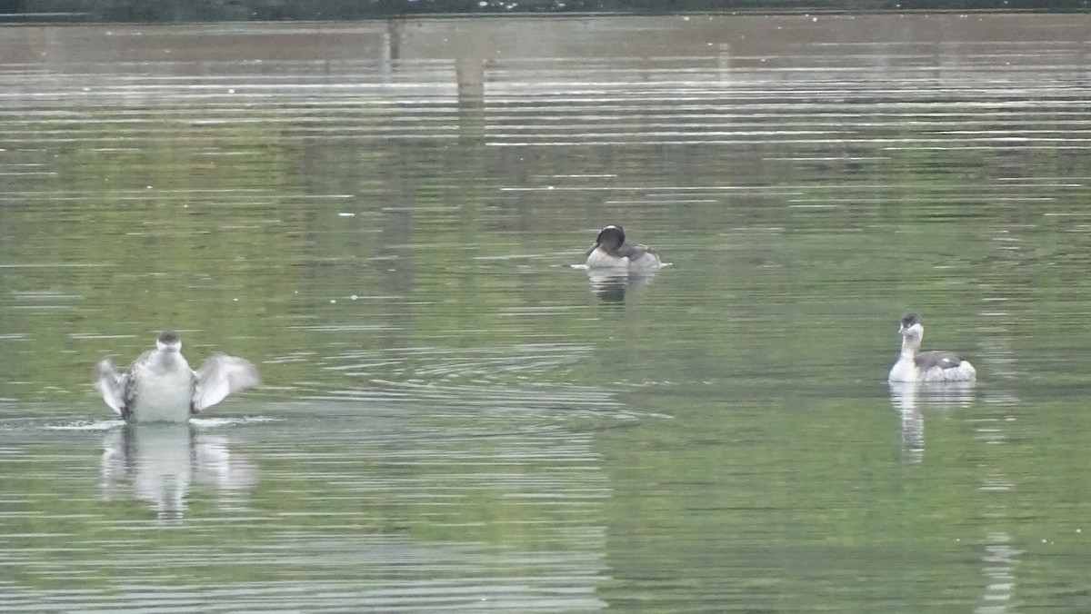 Grèbe à cou noir - ML646008602