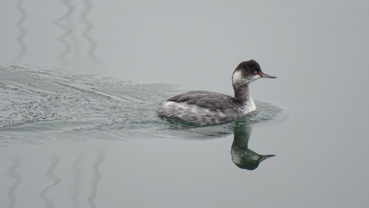 Grèbe à cou noir - ML646008603