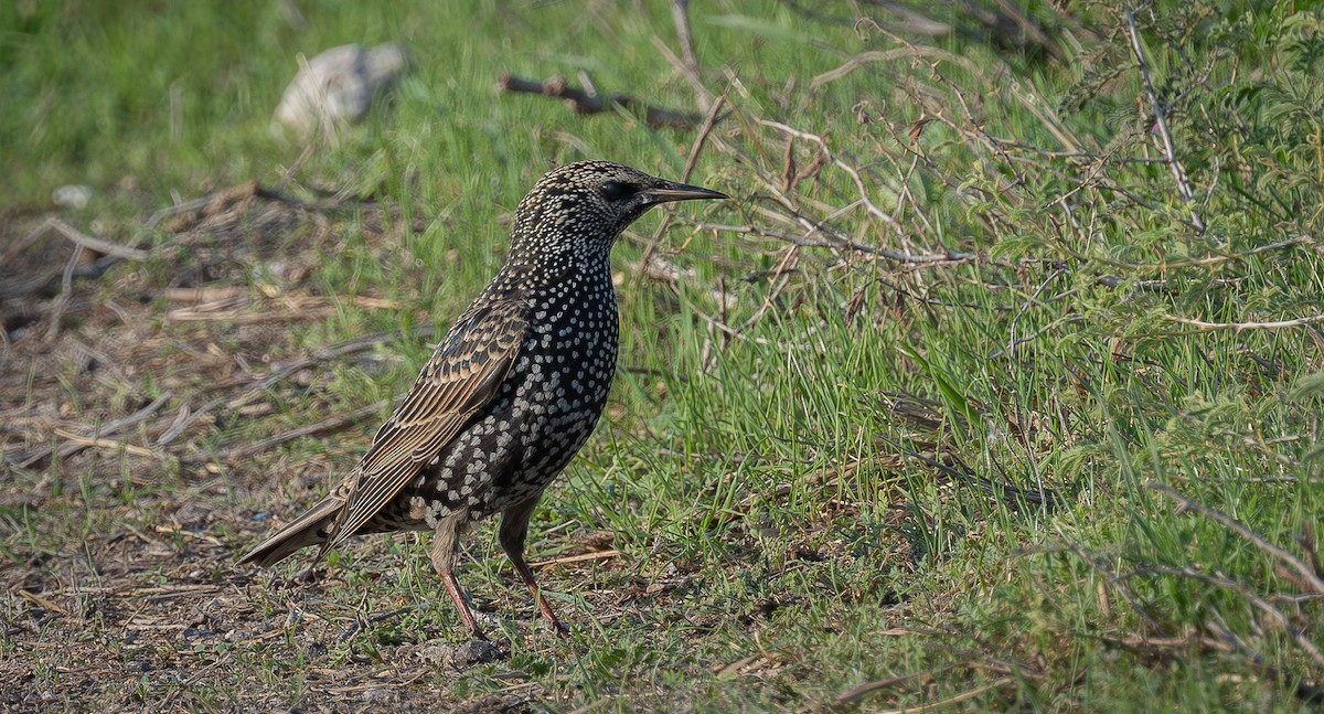 European Starling - ML646008604