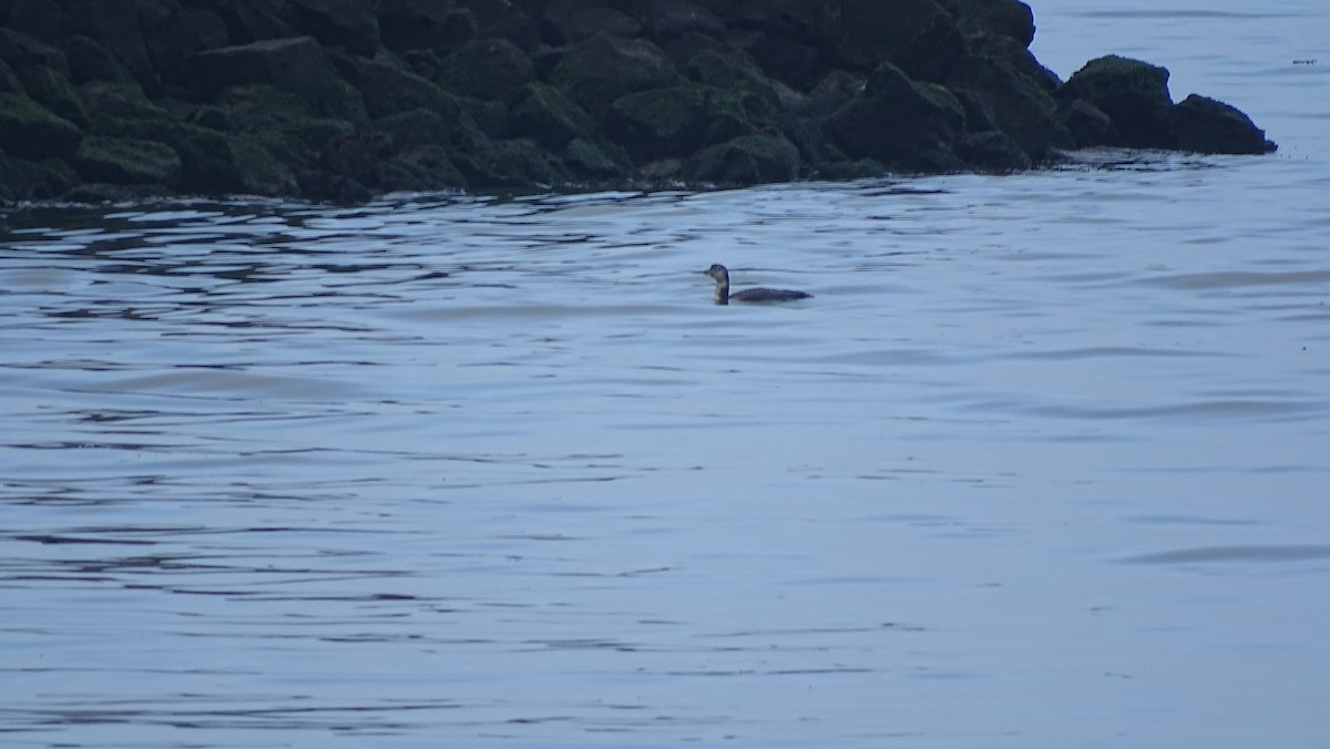 Common Loon - ML646008609