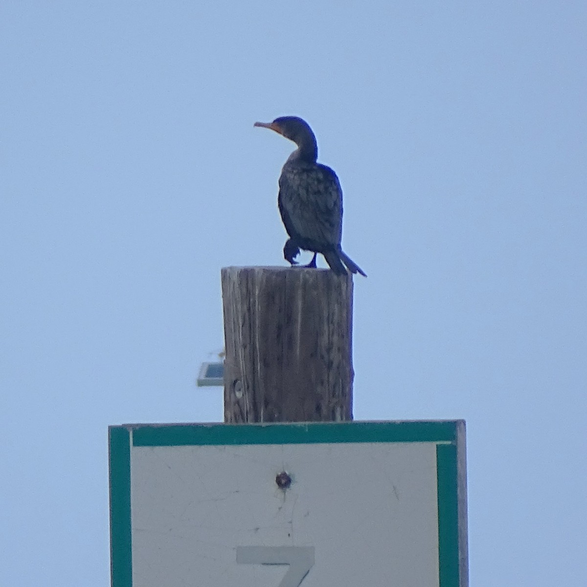 Pelagic Cormorant - ML646008610