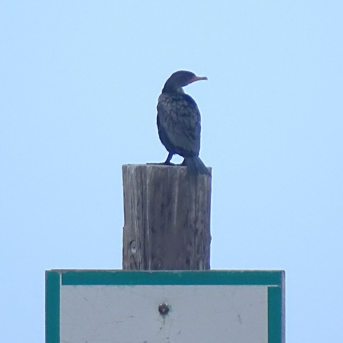 Pelagic Cormorant - ML646008611