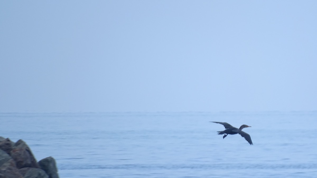 Pelagic Cormorant - ML646008613