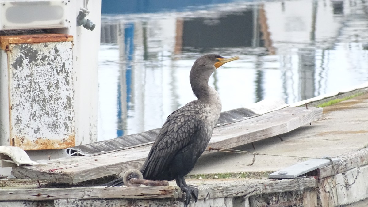 Double-crested Cormorant - ML646008615